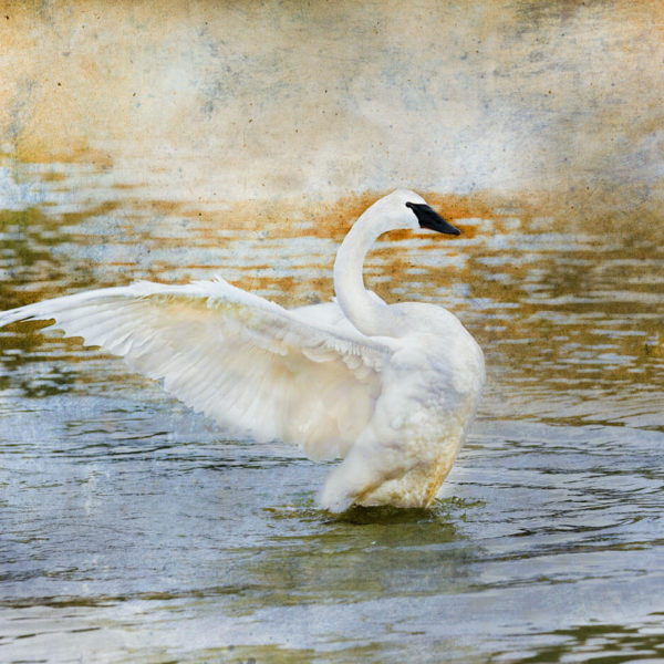 UPLOADING 1 / 1 – Swans-Heber-Springs-AR.jpeg ATTACHMENT DETAILS Swans-Heber-Springs-
