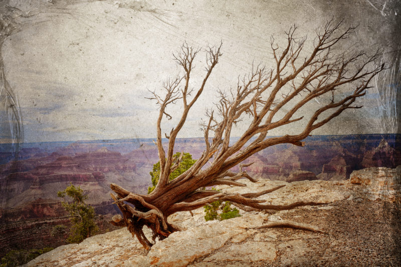 Juniper Over The Grand Canyon