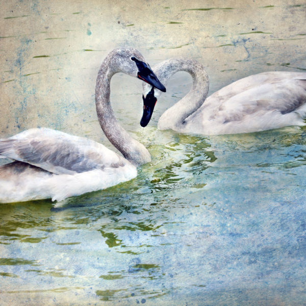 Pair of Swans