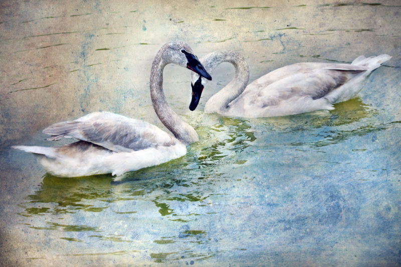 Pair of Swans