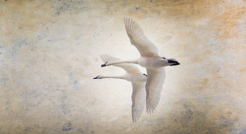 Swans Flying