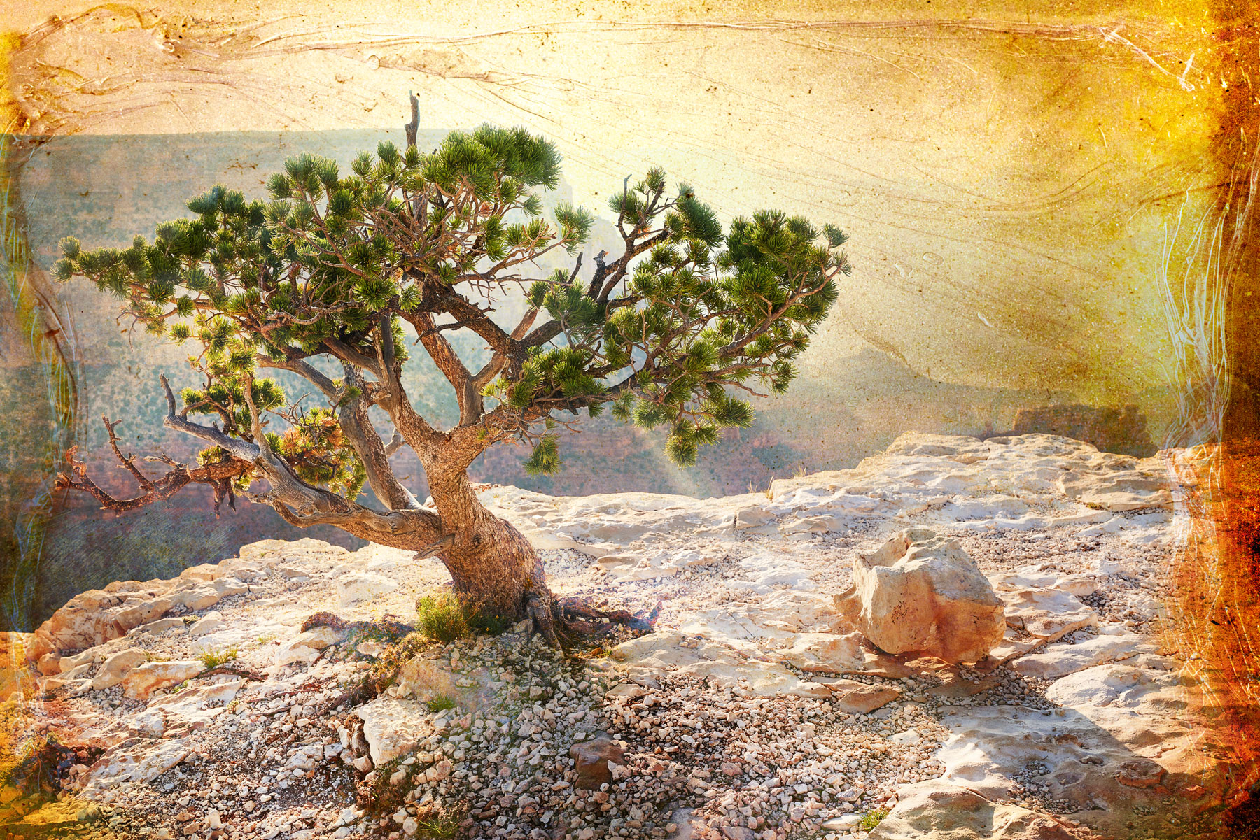 final-Tree-&-Roci-@-Grand-Canyon-Emulsion