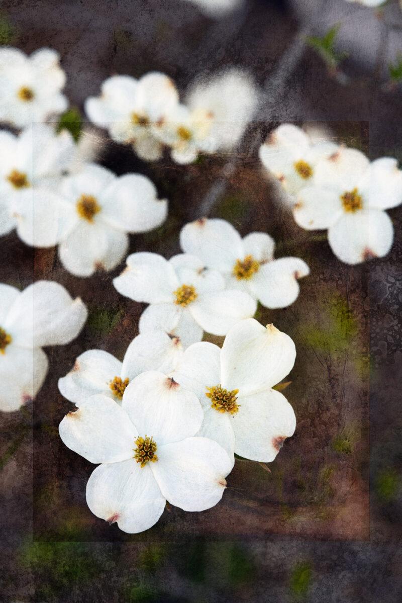 Dogwood Blossoms