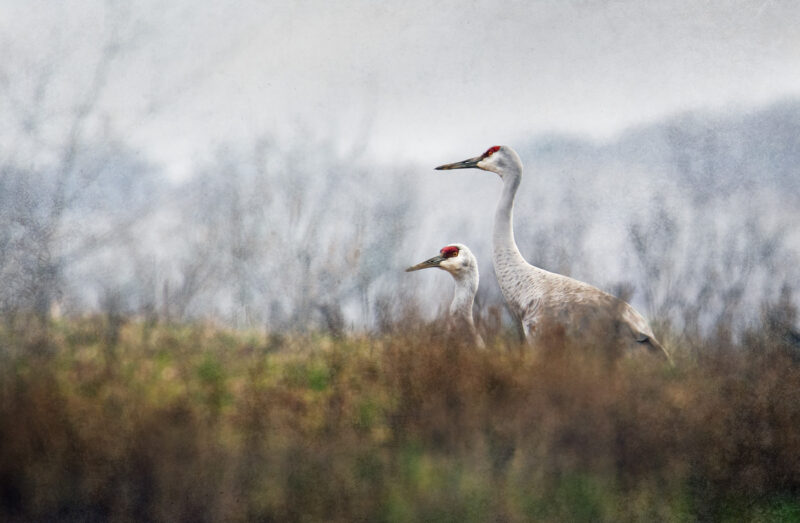 Peeking Sandhill Cranes