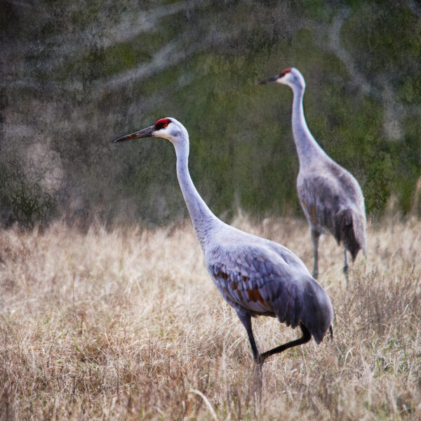 Pair of SandHill Cranes