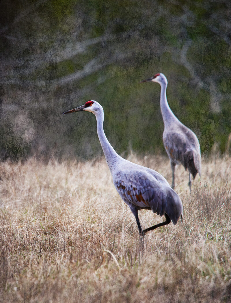 Pair of SandHill Cranes